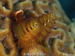 Spirobranchus by Walter Bassi 